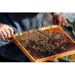 Bitininkystės šluota