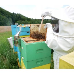 Bitininkystės šluota