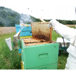 Bitininkystės šluota