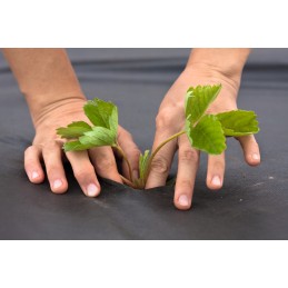 Agrotekstilė juoda agro sodas neaustinė 1,6x10m 50g uv