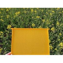 Didžioji Lenkija Hoffman rėmas, plastikinis, 1 vnt