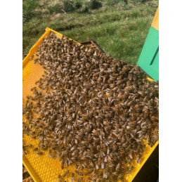 Didžioji Lenkija Hoffman rėmas, plastikinis, 1 vnt