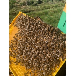 Didžioji Lenkija Hoffman rėmas, plastikinis, 1 vnt