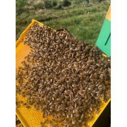 Siūlome plastikinį Hoffman rėmą iš Didžiosios Lenkijos!!!