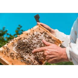 Bitininkystės kaltas