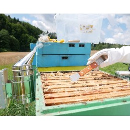 Bitininkystės kaltas