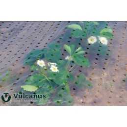 Perforuota folija su UV filtru, 3,6 x 1 m, skaidri