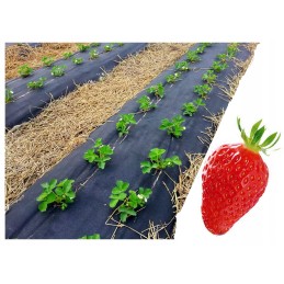 Kaip pateikti užsakymą