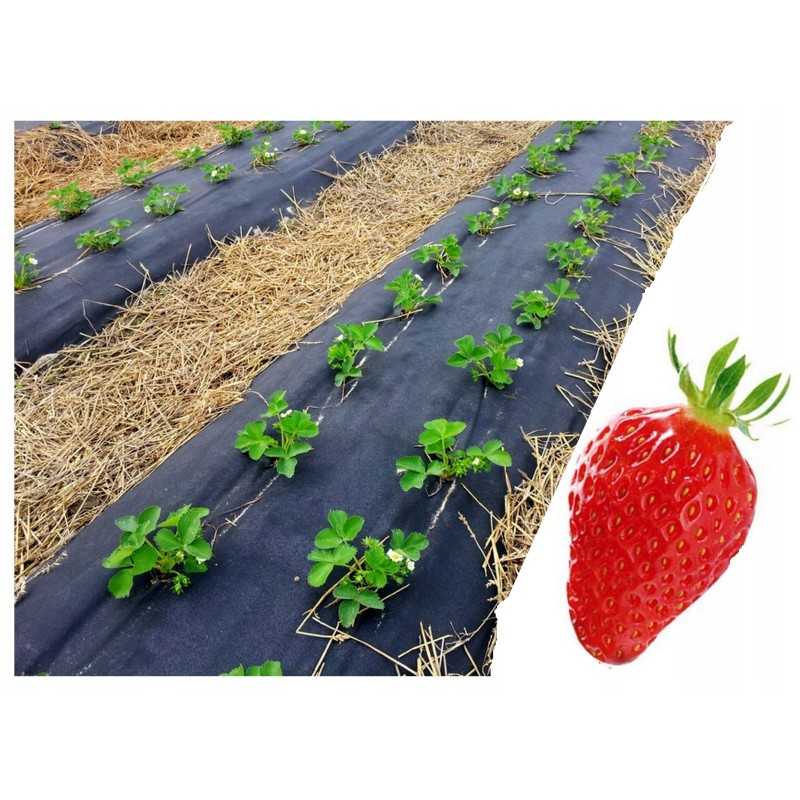 Kaip pateikti užsakymą