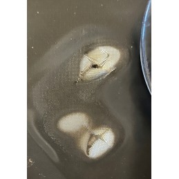 Silikoninis apsauginis kilimėlis viryklei, rinkinyje 4 vnt!