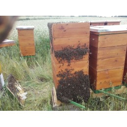 Buckfast bičių karalienės