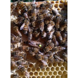 Buckfast bičių karalienės