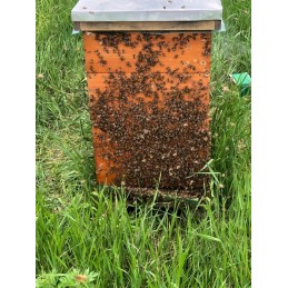 Buckfast bičių karalienė kb