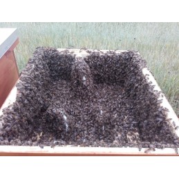 Bičių karalienės celių regione