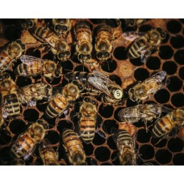 Bičių motinėlės Slovėnijos regione