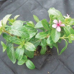 Greenmill gr1014 (86320)