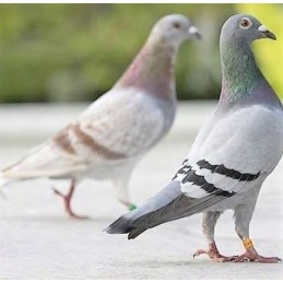 Antiwir-vet kova su virusais gamtos pagalba 125ml