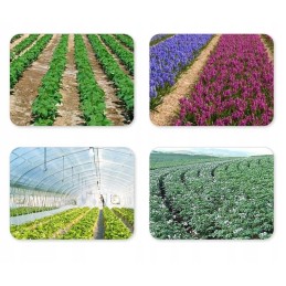 Agrotekstas su skylutėmis, juoda folija, skylutės, piktžolių daigai, 10 m