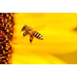 Taip pat peržiūrėkite kitus mūsų aukcionus! :)