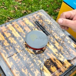 Skaidrus dangtelis su termometru Greater Poland 10 + spider