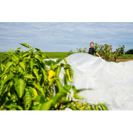 Balta agrotekstilė 1,6m 100g UV 5m bellushortus