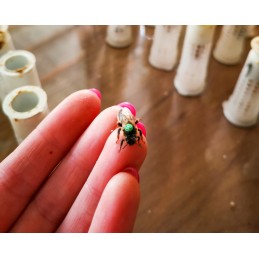 Buckfast bičių motinėlės – reiner schwartz