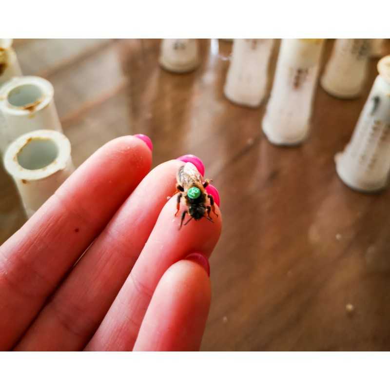 Bičių karalienės Hinderhoffer regione