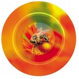 Medaus indelių dangteliai (50 vnt.)