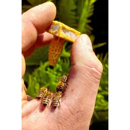 Parduodamos nesėklinos bičių motinėlės Krinka line Karolinka.