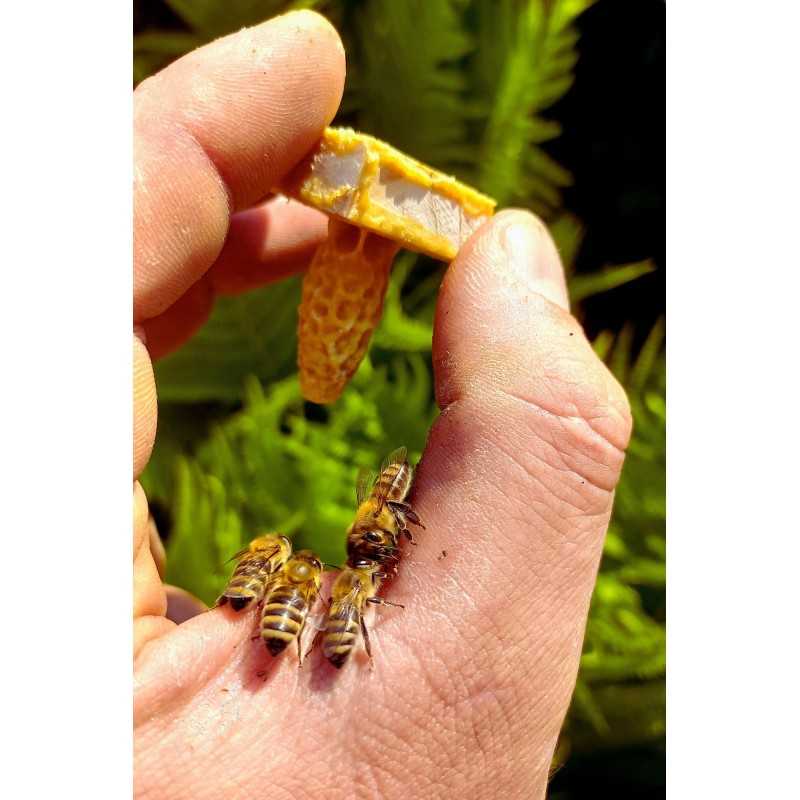 Parduodamos nesėklinos bičių motinėlės Krinka line Karolinka.