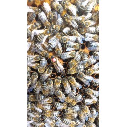 Parduodamos nesėklinos bičių motinėlės Krinka line Karolinka.