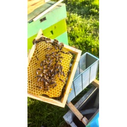 Parduodamos nesėklinos bičių motinėlės Krinka line Karolinka.