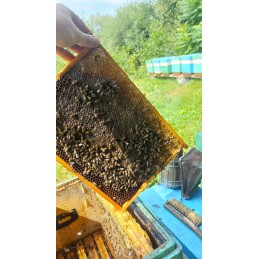 Parduodamos nesėklinos bičių motinėlės Krinka line Karolinka.