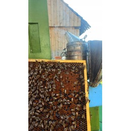 Parduodamos nesėklinos bičių motinėlės Krinka line Karolinka.