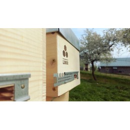 Parduodamos nesėklinos bičių motinėlės Krinka line Karolinka.