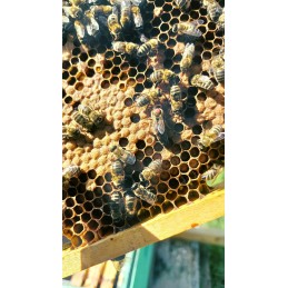 Parduodamos nesėklinos bičių motinėlės Krinka line Karolinka.