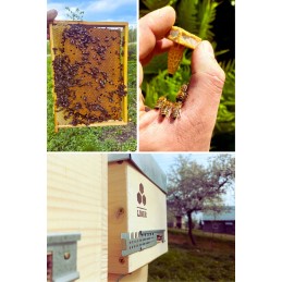 Parduodamos nesėklinos bičių motinėlės Krinka line Karolinka.