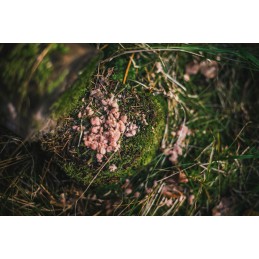 Woodson eco light kūrenimas, grynos malkos šereliai, 0,1 kg, grilis, židinys