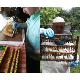 Artimiausios perėjimo datos: