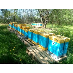 Artimiausios perėjimo datos: