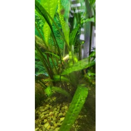 pH tester, lakmuspaber, mõõtmine iso trade 0 15 kg