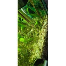 pH testeris, lakmuso popierius, matavimo iso trade 0 15 kg
