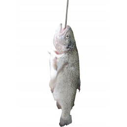 Pasiūlymas galioja 5 vienetams kabliukų