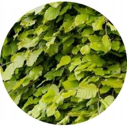 Rūkymo traškučiai buko dūmų generatorius 4 litrai, 10 klasė