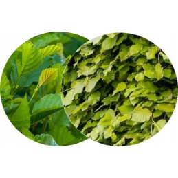 Rūkymo traškučiai 4 litrų buko alksnio dūmų generatorius rūkykla