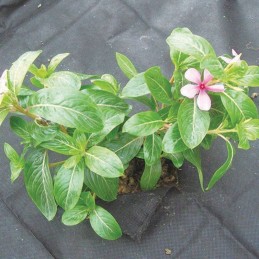 Greenmill klasikinė juoda agrotekstilė 1,6x10m 50g/m2 nuo piktžolių gr1015