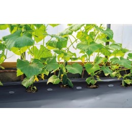 Juoda agrotekstilė 70 g/m2 - 0,8 x 10 m