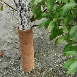 ➡️ Kokoso kilimėlis – medžių apsauga nuo šalčio