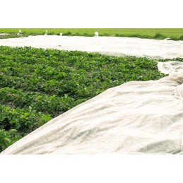 Balta agrotekstilė, plotis 3,2 metro, ilgis 5 metrai
