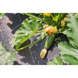 Agrotekstilė nuo piktžolių mulčiavimo, juoda, tvirta, 70g/m2, 1,6m x 10m